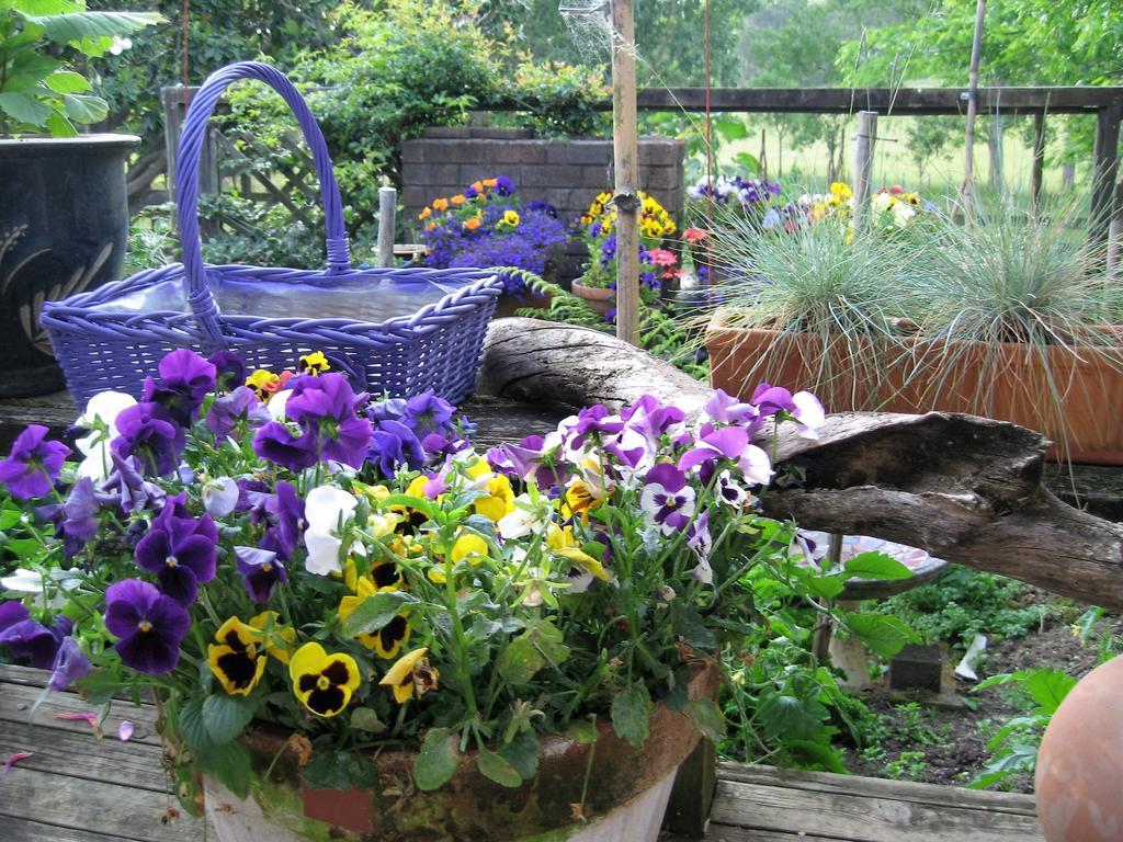 Miranda Orchard Cottage Kültér fotó
